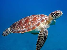 放生海龟十六年后救回儿子一命